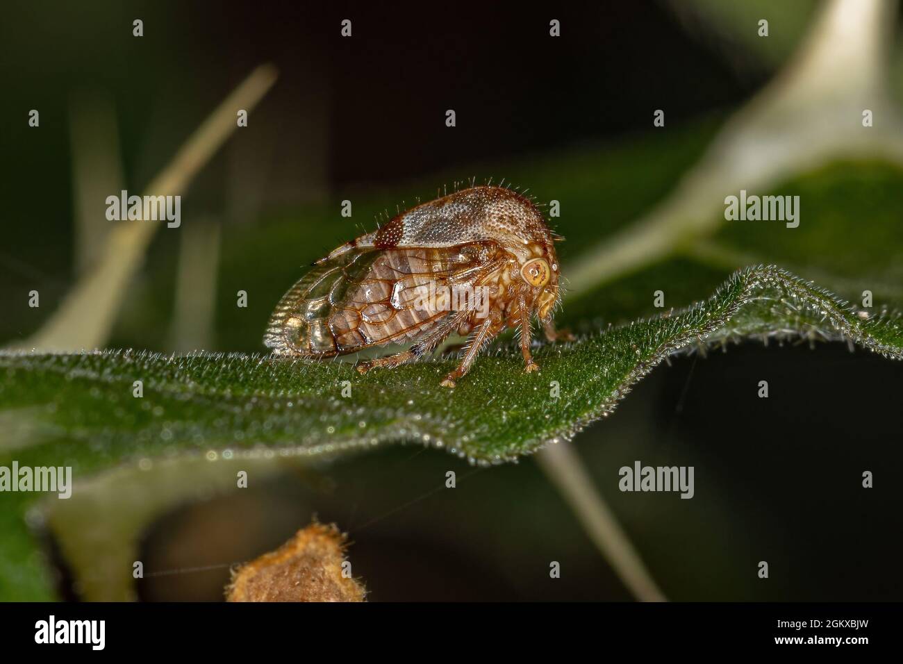 Adult Buffalo Treehopper of the Tribe Ceresini Stock Photo - Alamy