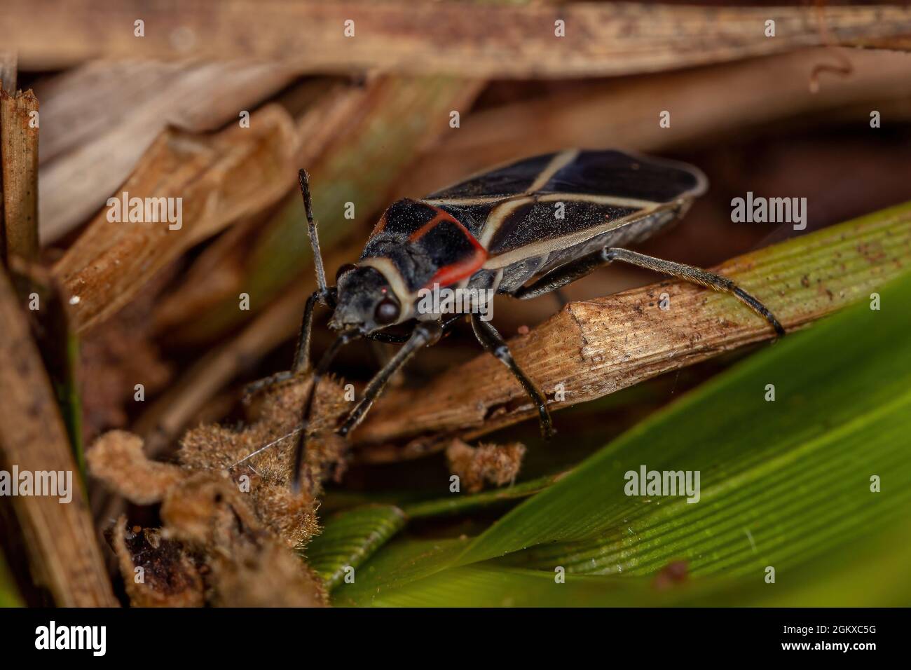 White crossed seed bug hi-res stock photography and images - Alamy