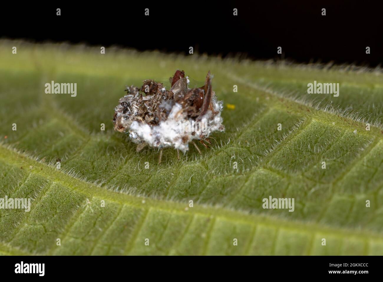 Green Lacewing Larva of the Family Chrysopidae Stock Photo
