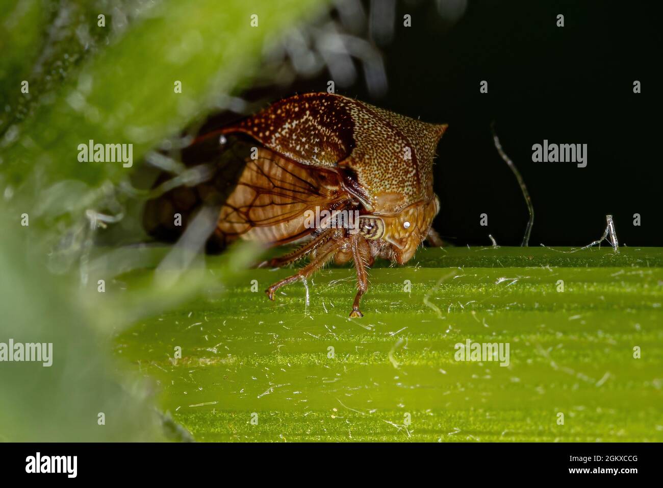Adult Buffalo Treehopper of the Tribe Ceresini Stock Photo - Alamy