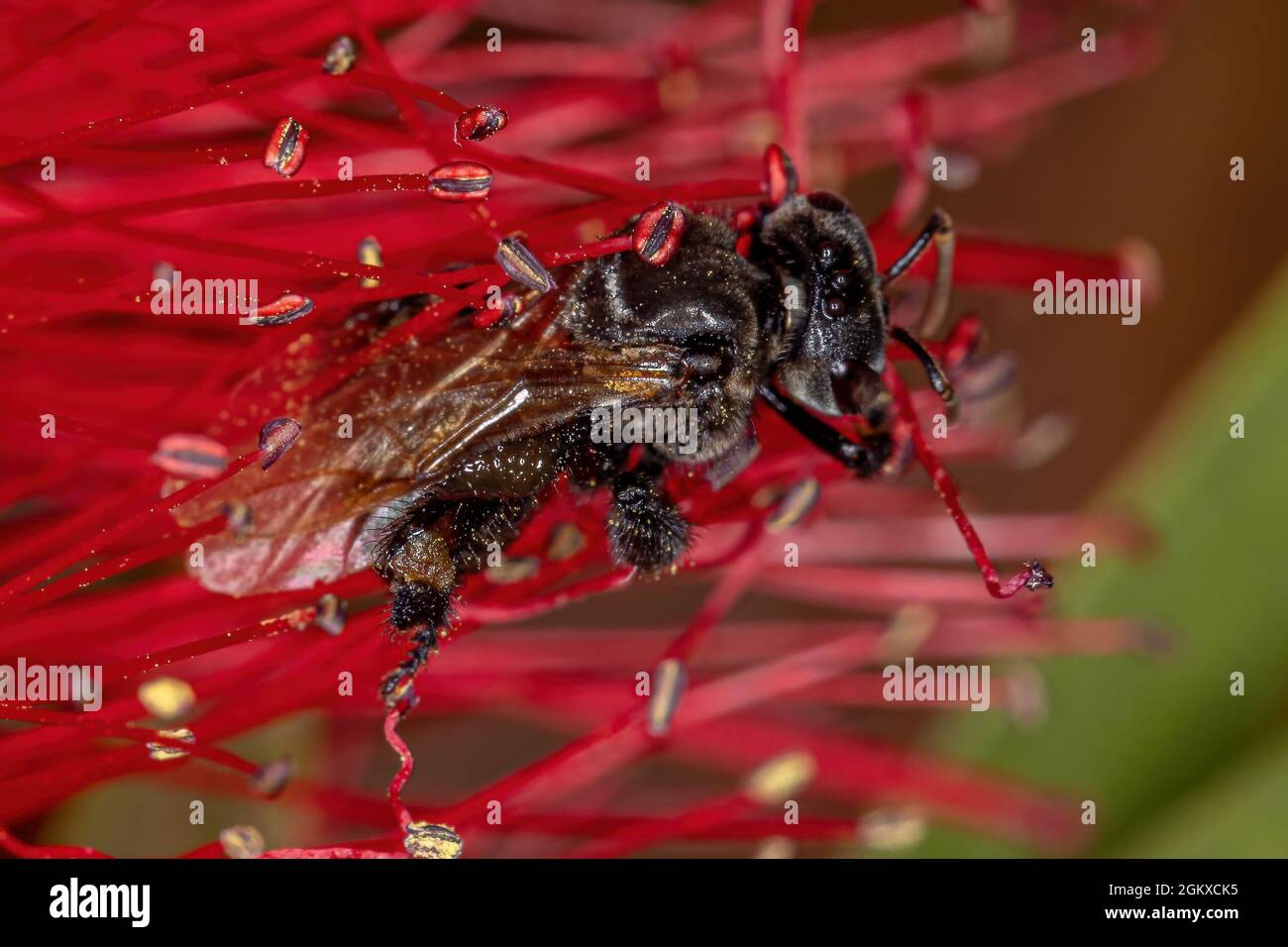 Female stingless bee hires stock photography and images Alamy