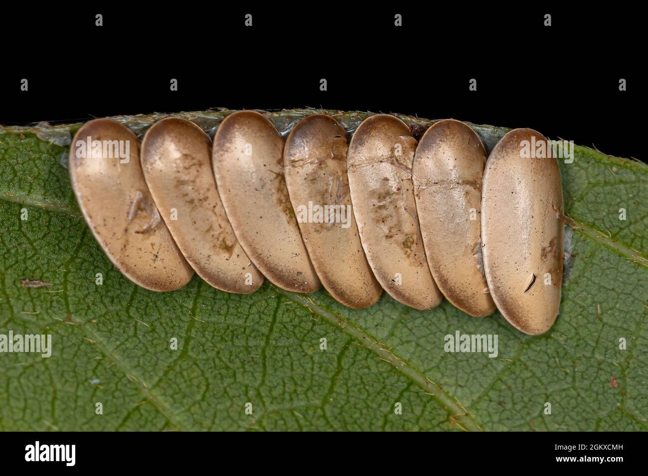 Leaf Katydid Eggs of the Subfamily Phaneropterinae Stock Photo - Alamy
