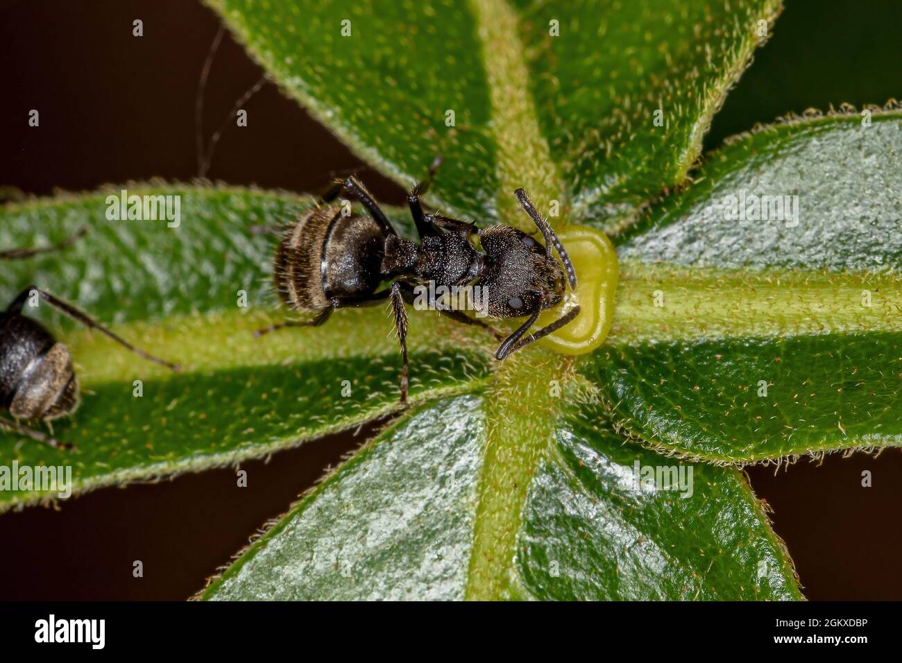 Adult Odorous Ant of the species Dolichoderus bispinosus eating on the extrafloral nectary of a plant Stock Photo