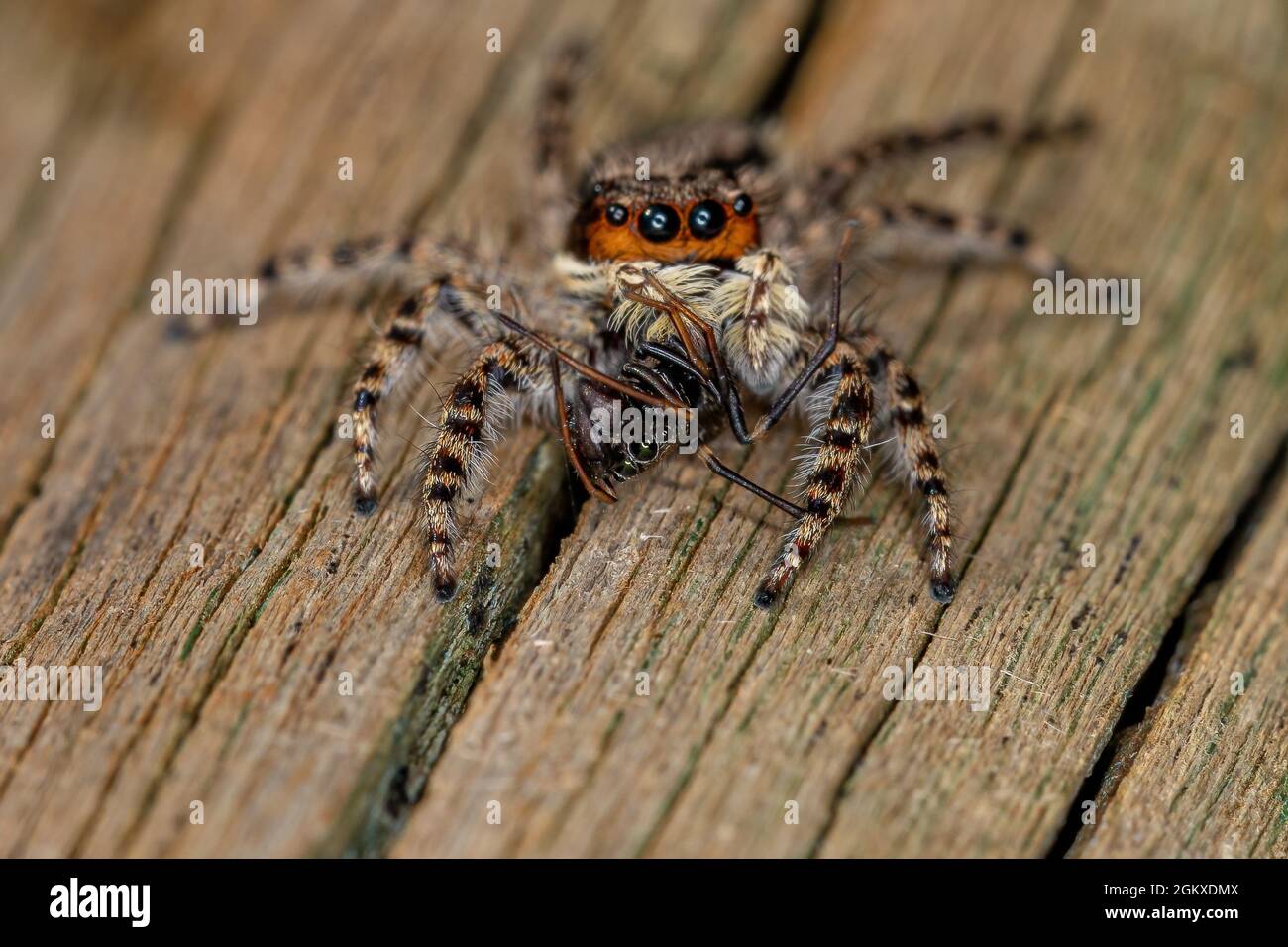 Small Female Male Gray Wall Jumping Spider of the species Menemerus bivittatus preying on a Jumping spider of the genus Sarinda Stock Photo
