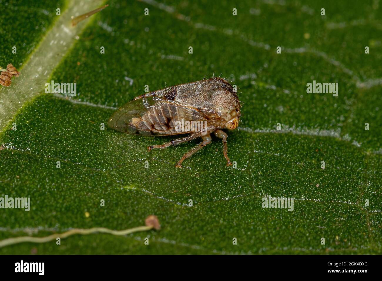 Adult Buffalo Treehopper of the Tribe Ceresini Stock Photo - Alamy
