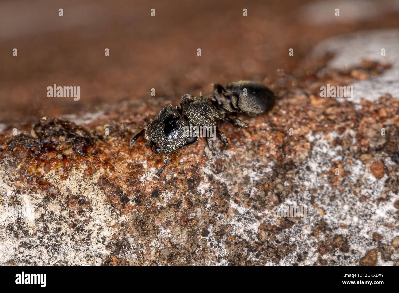Adult Black Turtle Ant of the Genus Cephalotes Stock Photo