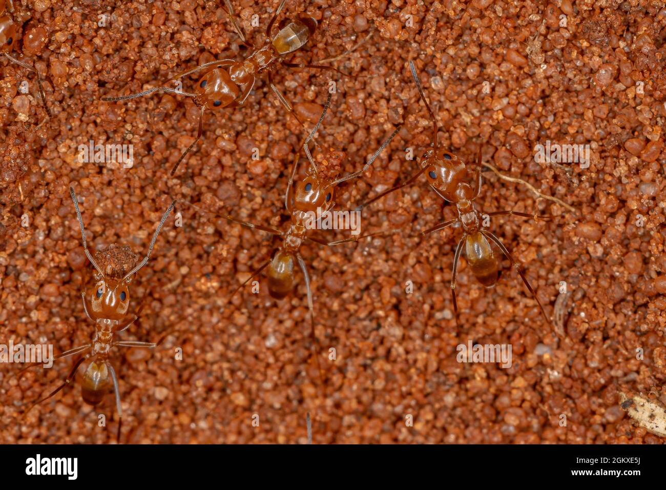 Adult Pyramid Ants of the Genus Dorymyrmex Stock Photo Alamy