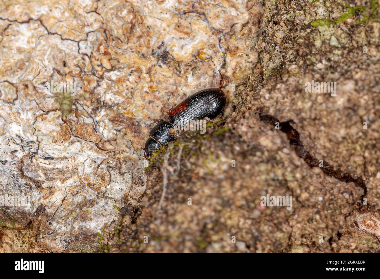 small cosmopolitan black beetle of the Genus Tenebroides Stock Photo