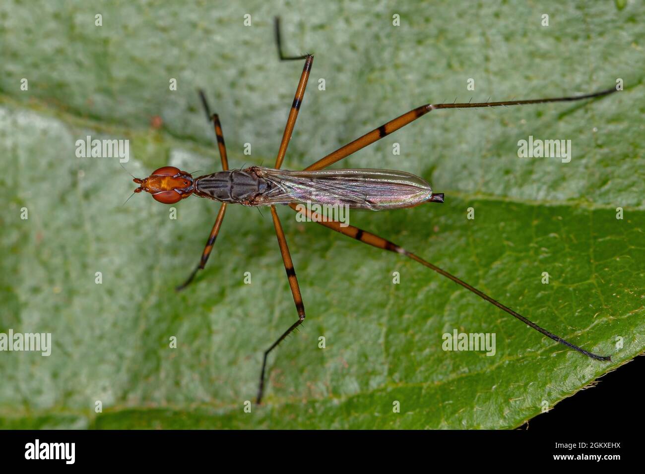 Adult Stiltlegged Fly of the Genus Micropeza Stock Photo Alamy