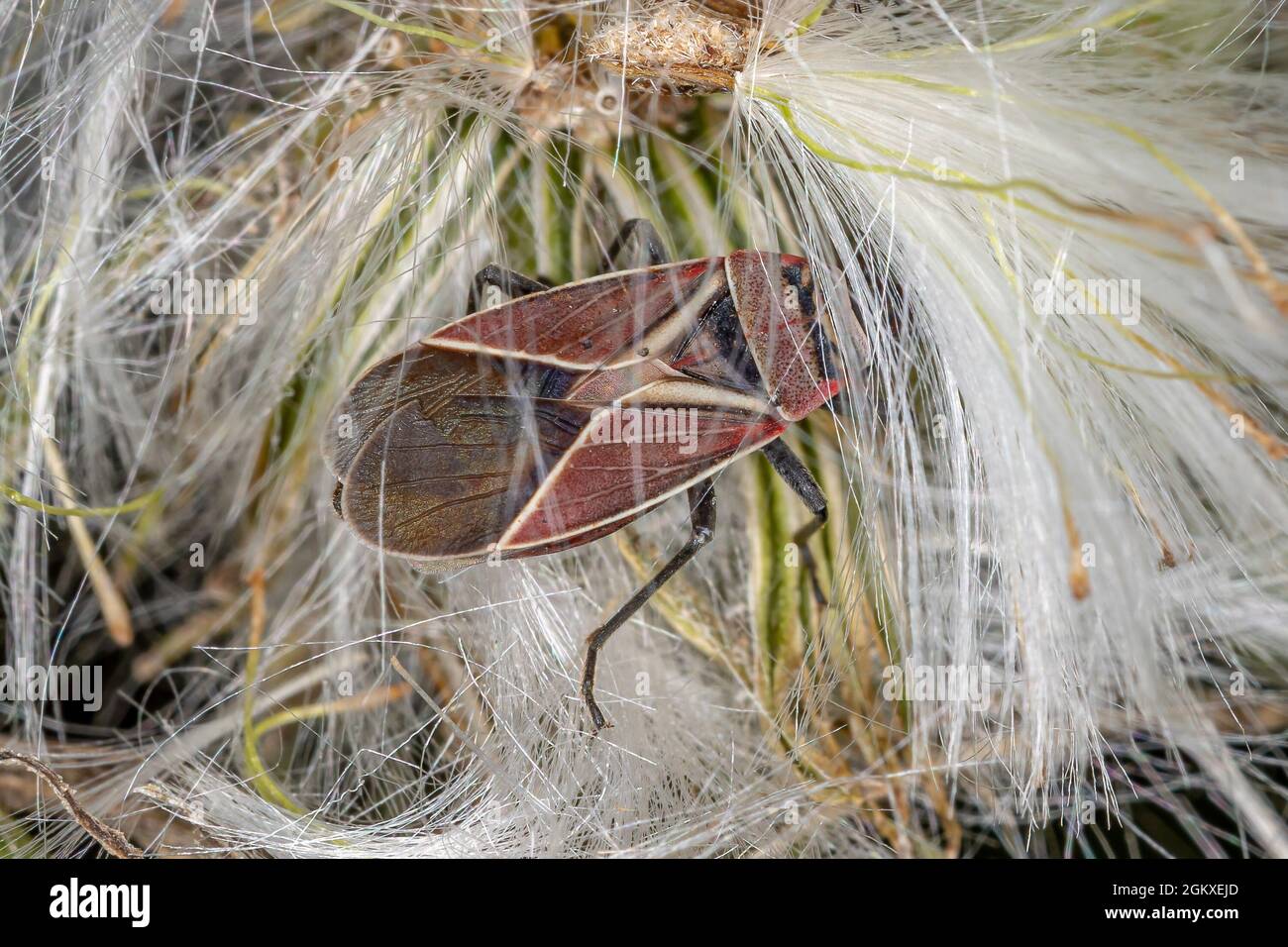 Adult White-crossed Seed Bug of the genus Neacoryphus Stock Photo - Alamy