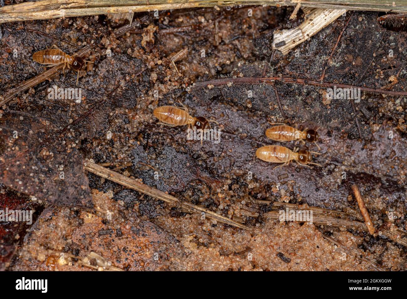 Adult Nasute Termites of the Genus Nasutitermes Stock Photo - Alamy