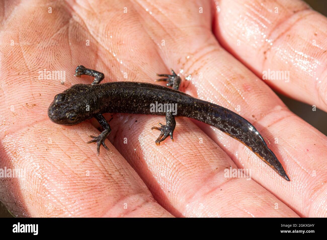 Great crested newt eft (Triturus cristatus) in the hand, UK Stock Photo