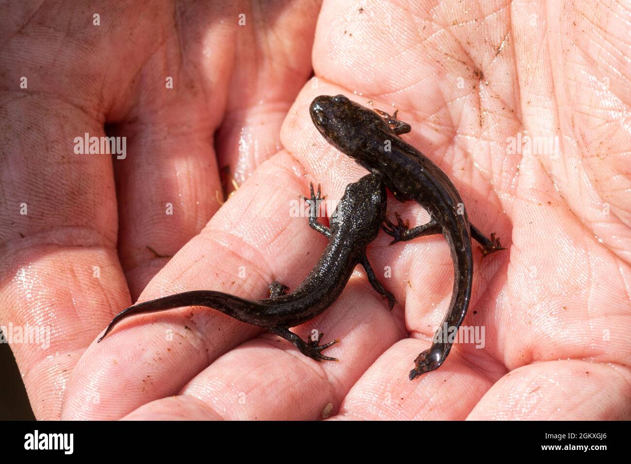 Great crested newt efts (Triturus cristatus) in the hand, UK Stock Photo