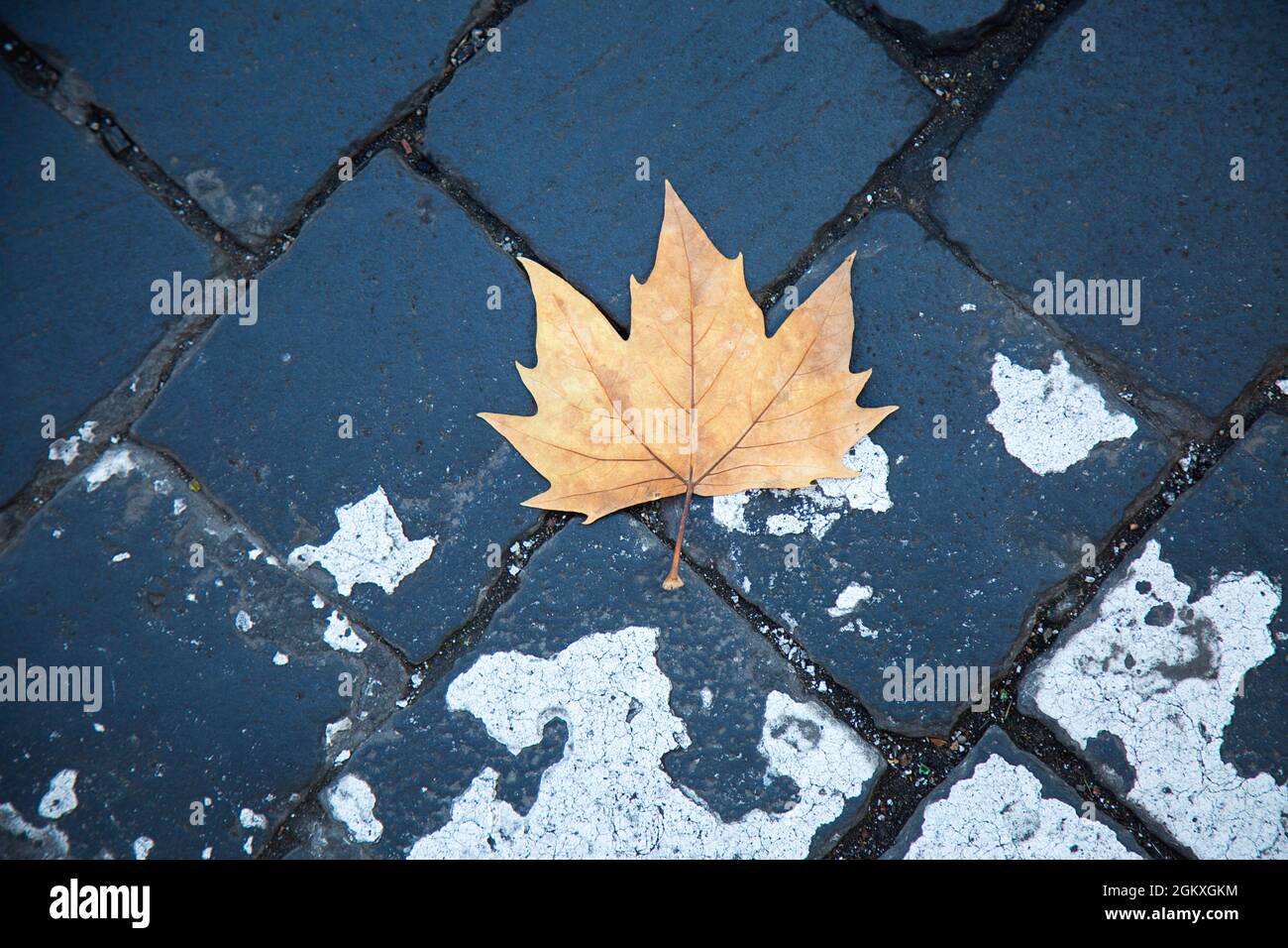 Dry yellow maple leaf on dark grey cobblestone road. Autumn concept. Loneliness. Defoliation in Rome. Isolated leaf on san pietrini pavement Stock Photo