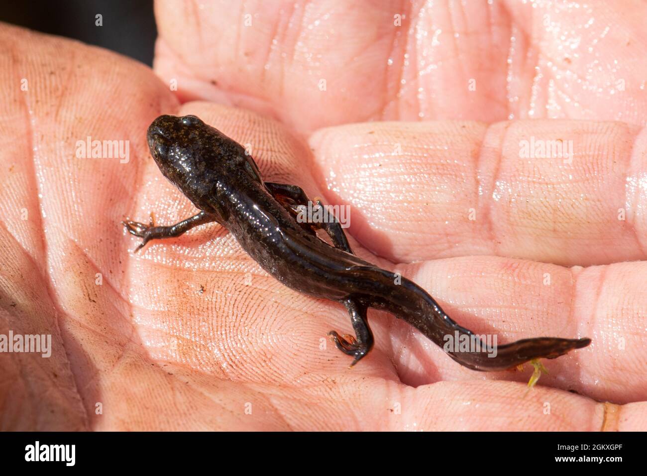 Great crested newt eft (Triturus cristatus) in the hand, UK Stock Photo