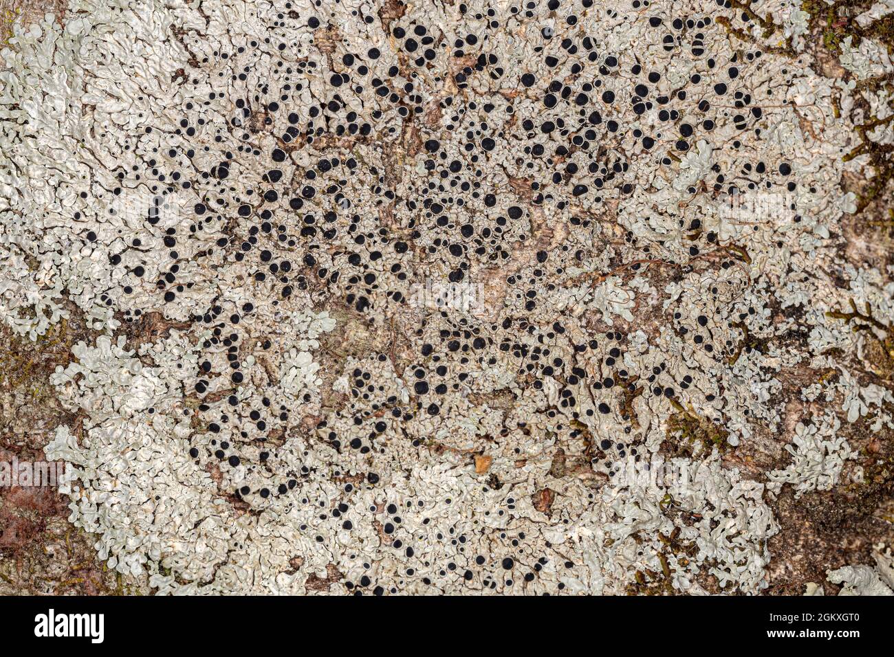 Common Lichen Texture of the Family Physciaceae Stock Photo