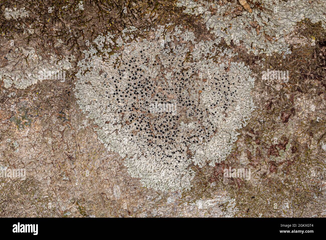 Common Lichen Texture of the Family Physciaceae Stock Photo