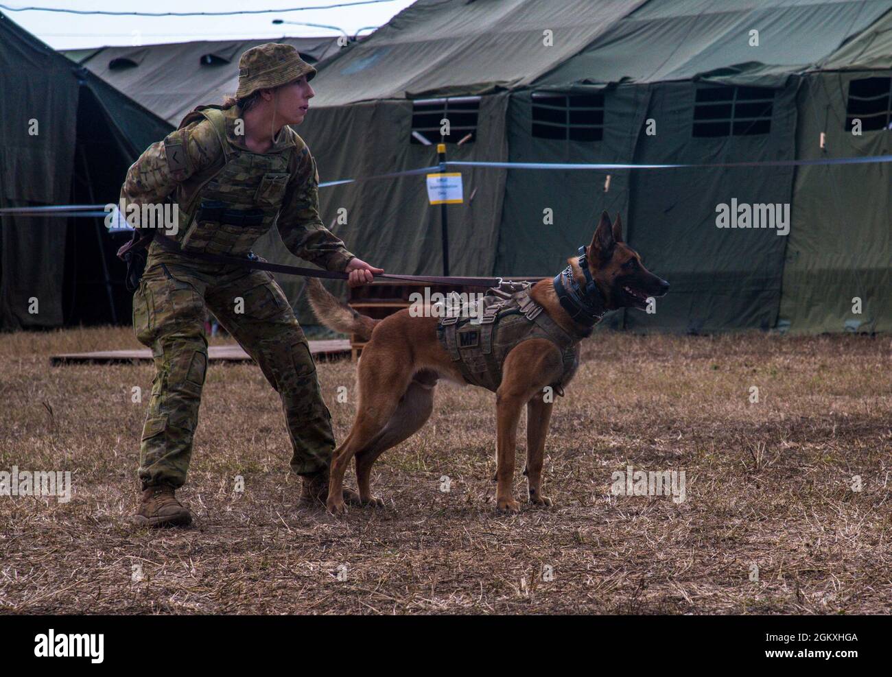 Codey Dog Australian Army Lance Corporal Codey Merlino and Military Police Dog ...