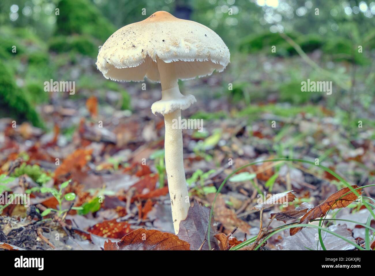 Wide-angle shot of a mushroom among dry leaves in a forest in autumn. Macrolepiota mastoidea. Close-up. Stock Photo