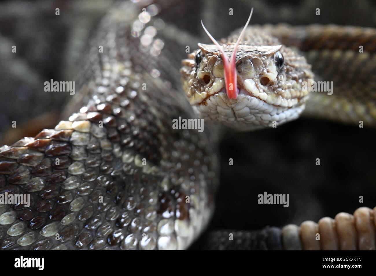 Rattlesnake tongue Stock Photo