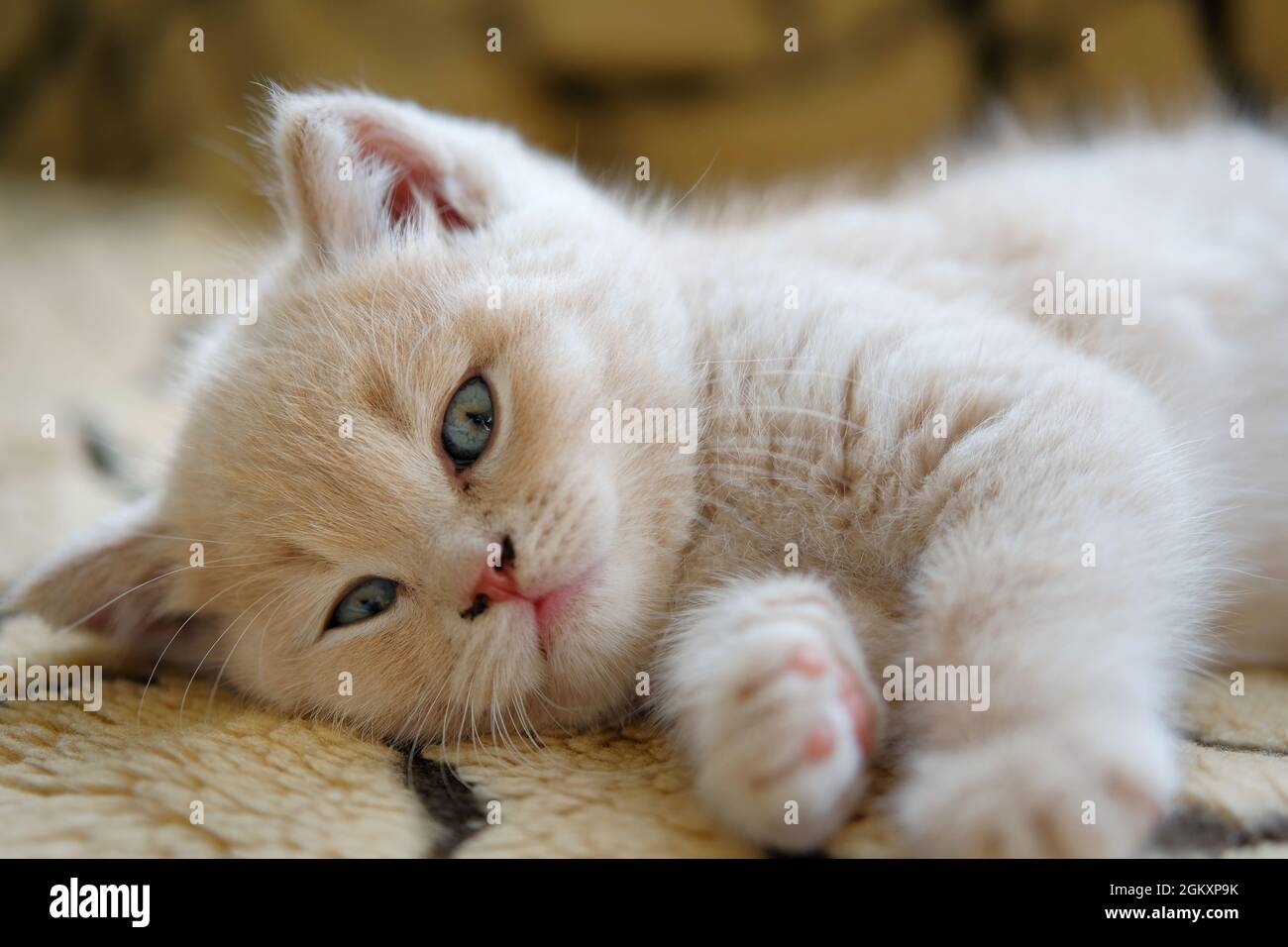 portrait of british shorthair kitten rests on the sofa and looks at the ...
