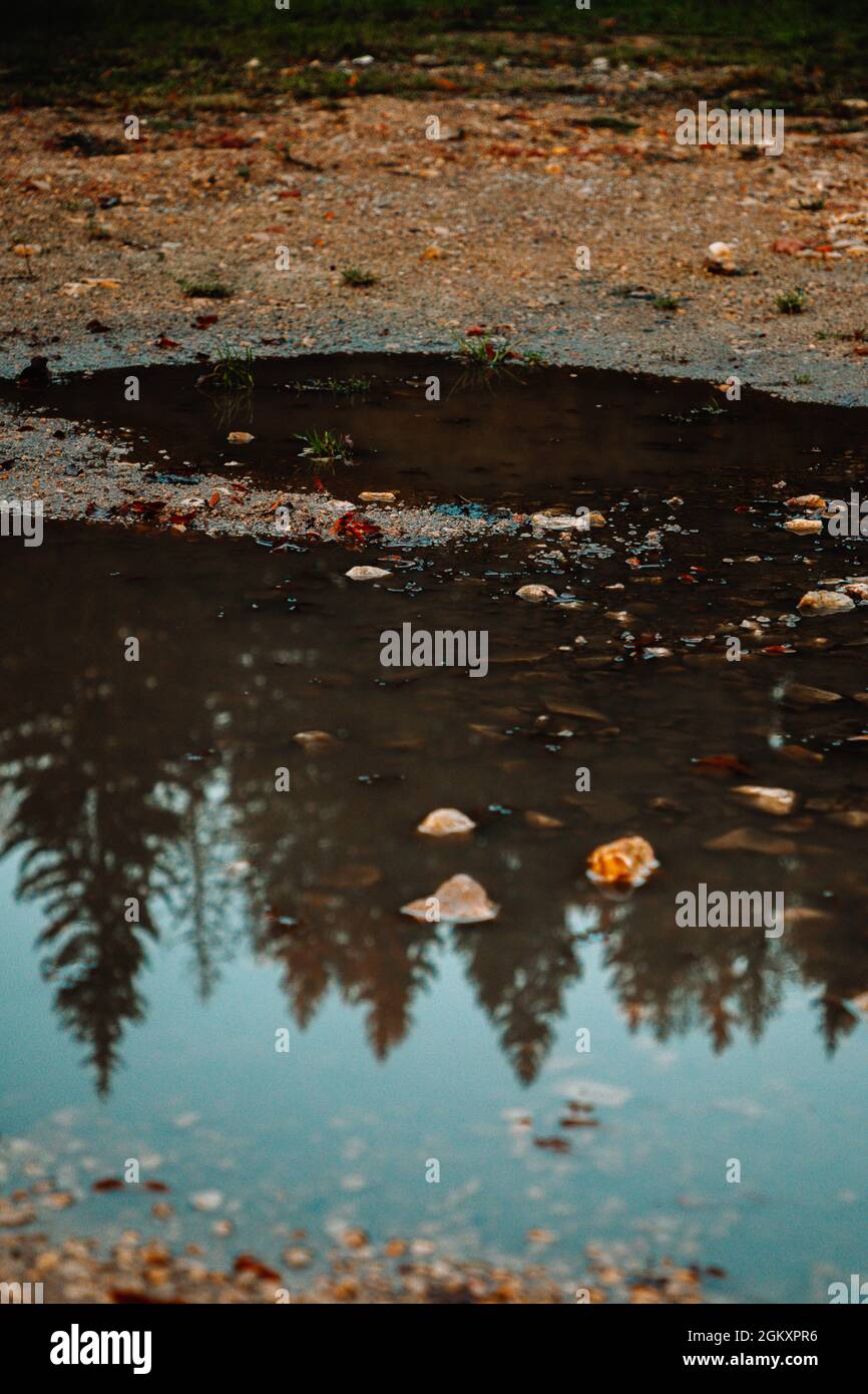 reflection in a puddle of pine trees Stock Photo