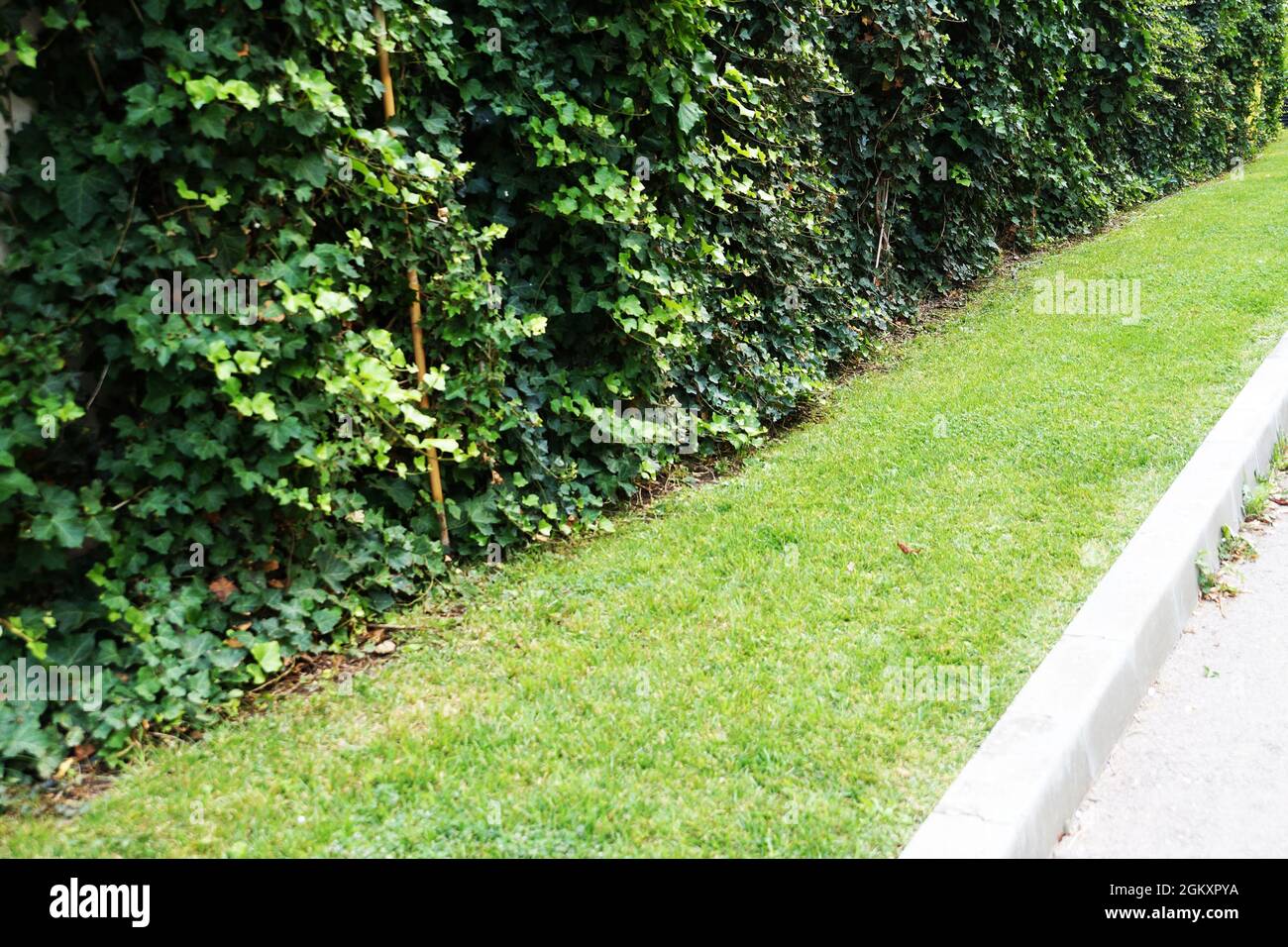 Ornamental shrubs hires stock photography and images Alamy