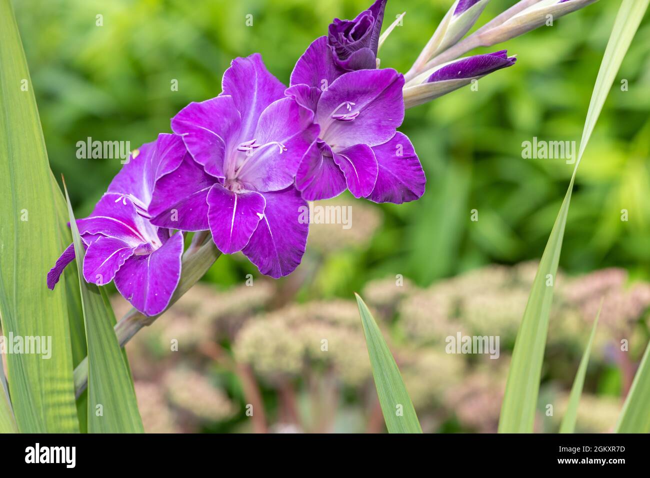 Close up of purple gladiolus flowers in bloom Stock Photo