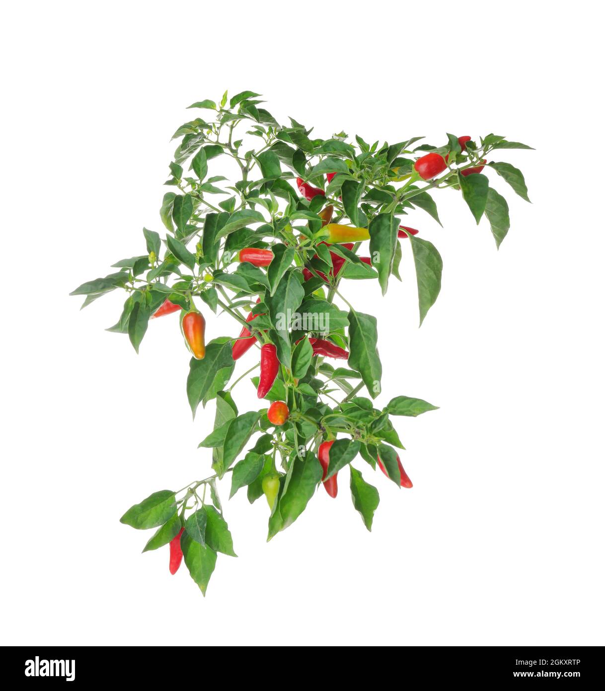 Chili pepper bush, isolated on white Stock Photo Alamy