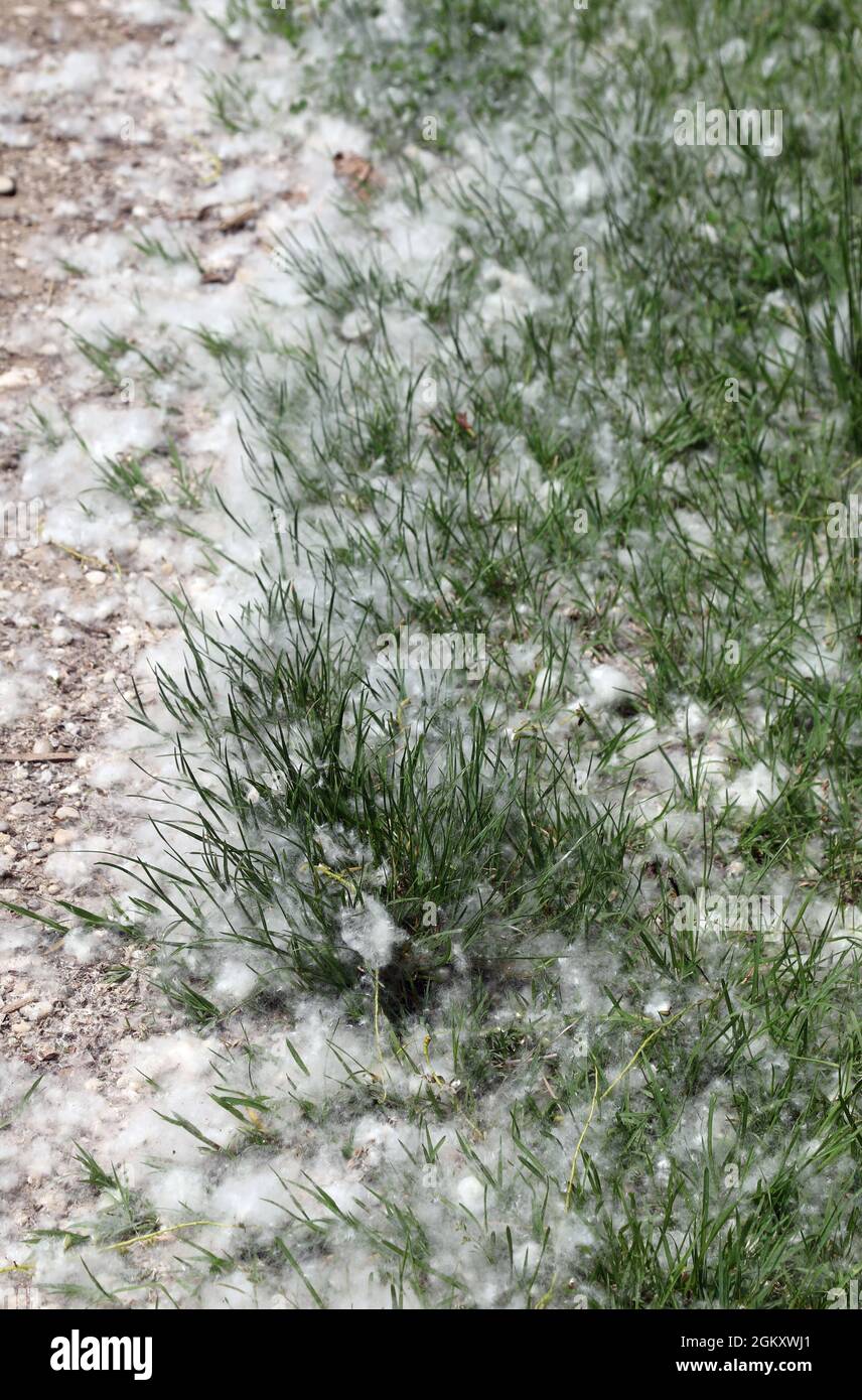 white pollen that looks like cotton balls dropped from Poplars trees in