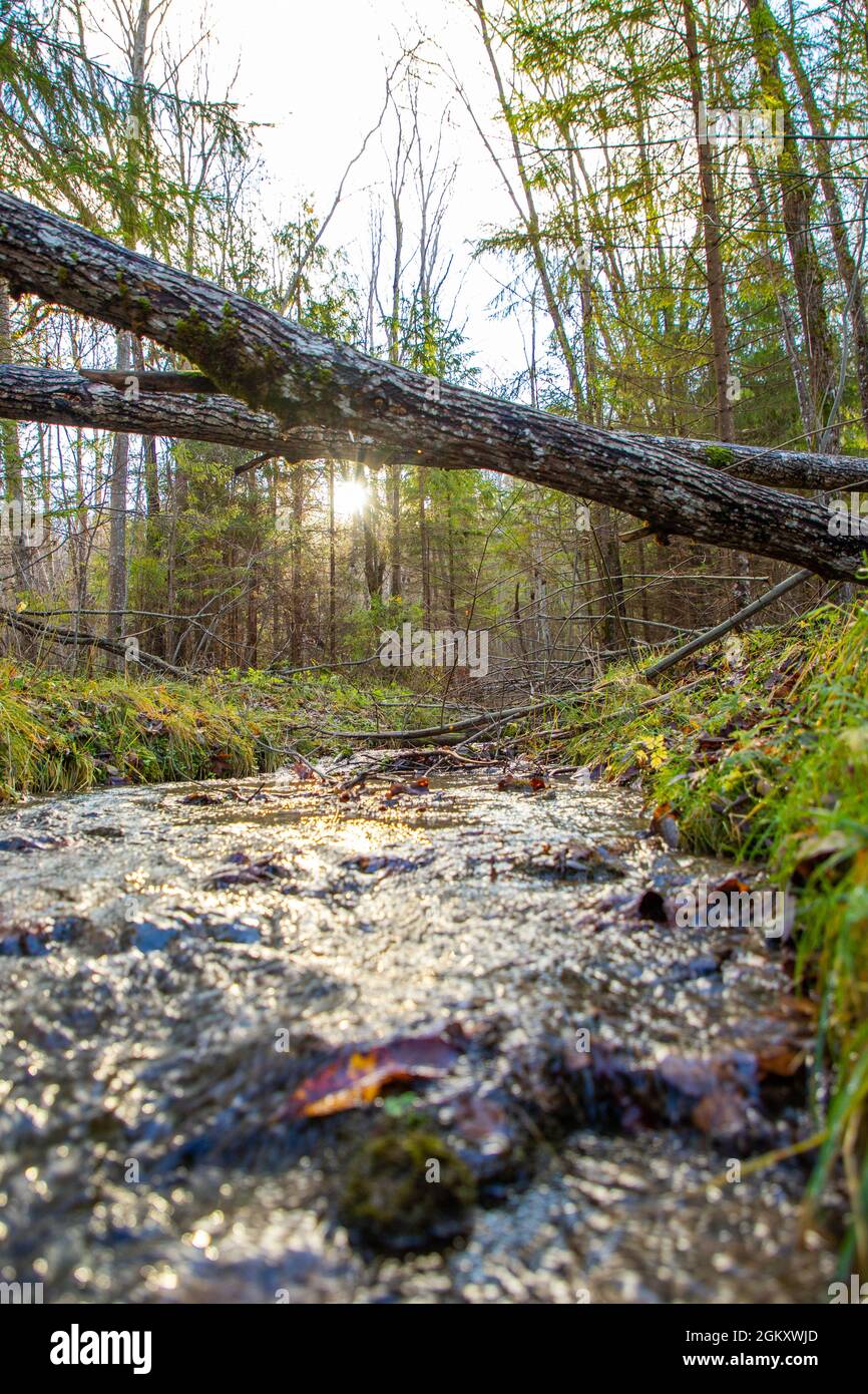Autumn forest landscape with a small river Stock Photo - Alamy