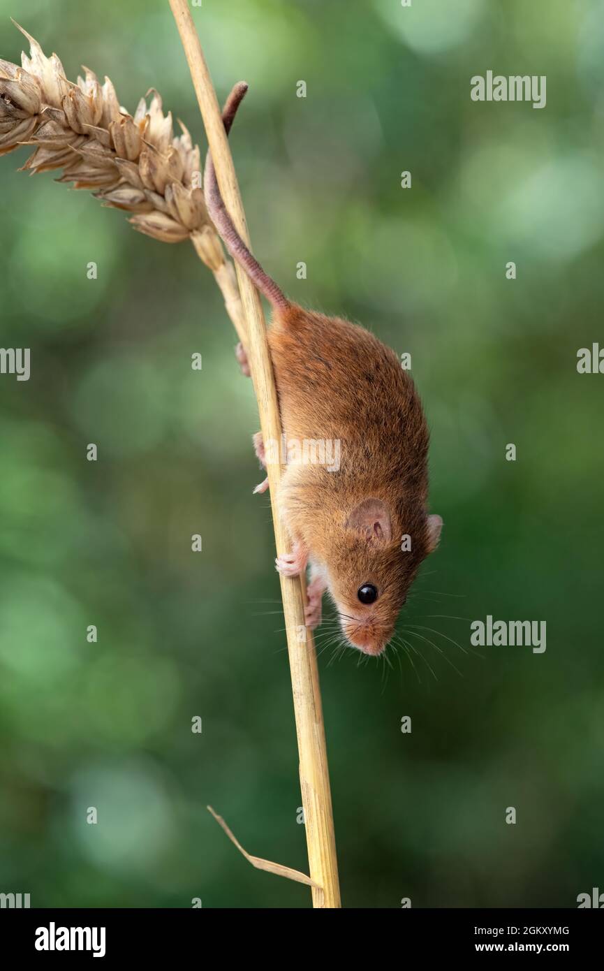 Harvest Mouse (Micromys minitus) on an ear of wheat Stock Photo
