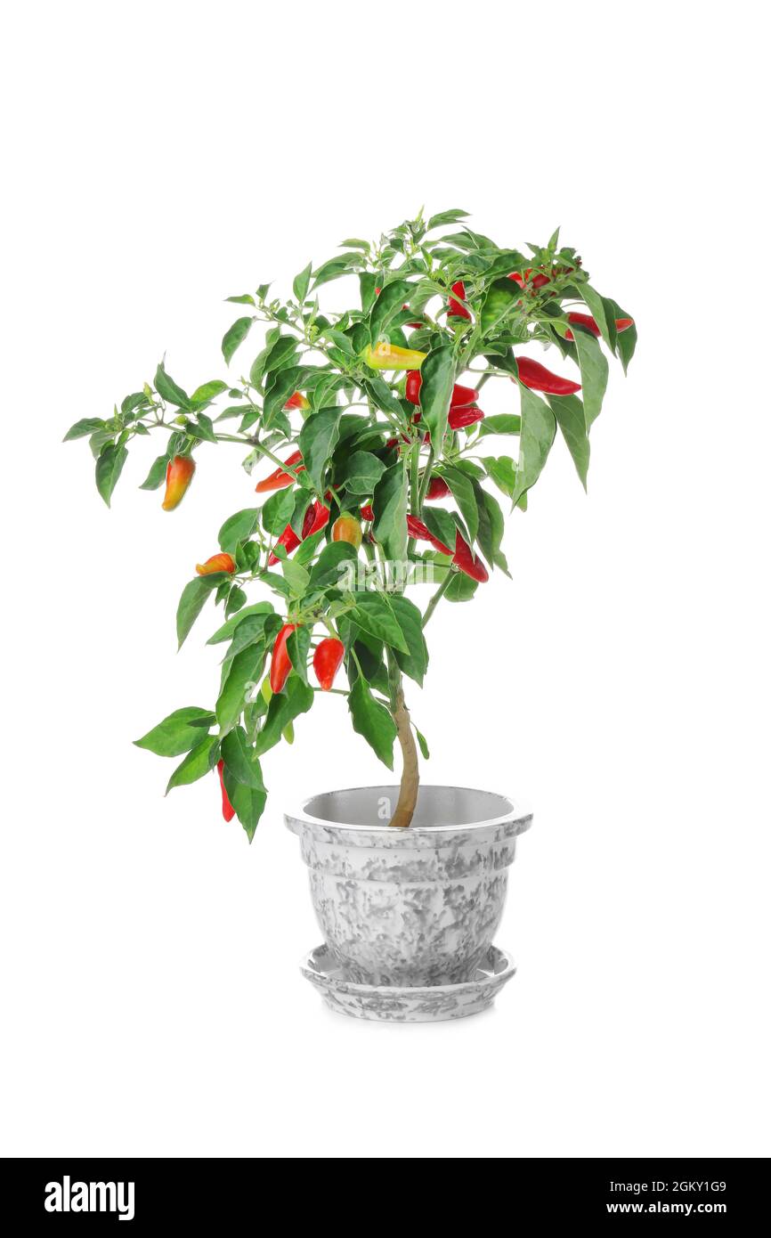 Chili pepper bush in flowerpot, isolated on white Stock Photo Alamy