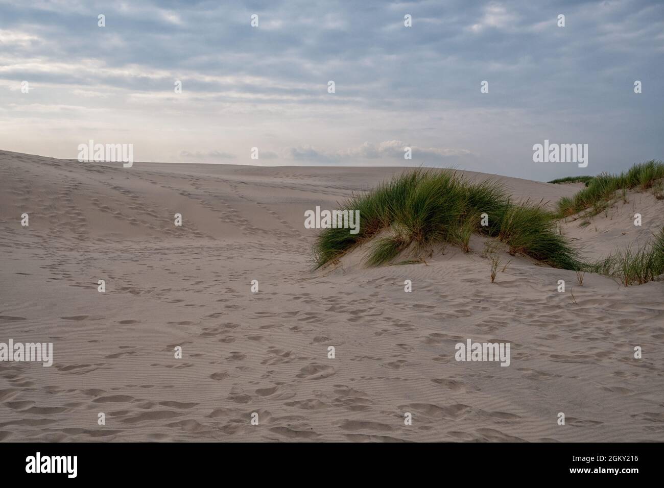 The Huge Dune Rabjerg Mile In Denmark Stock Photo - Alamy