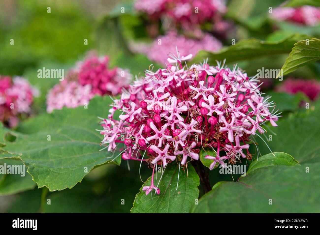 Close up of Mexican hydrangea (clerodendrum bungei) flowers in bloom Stock Photo