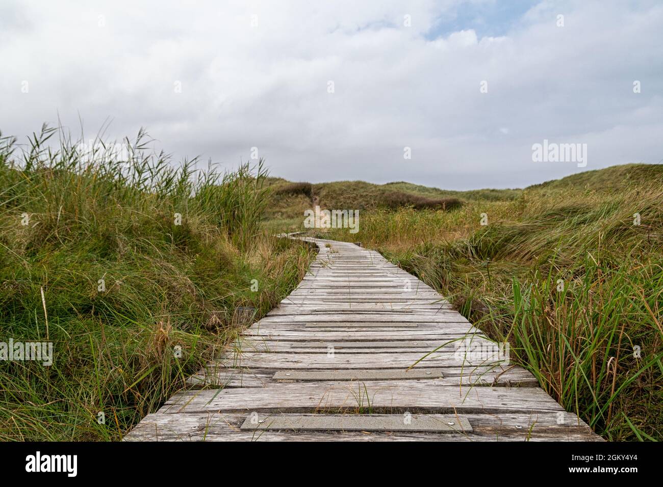 Boardwalk through the dunes in Lille Norge in Saltum in Denmark Stock Photo