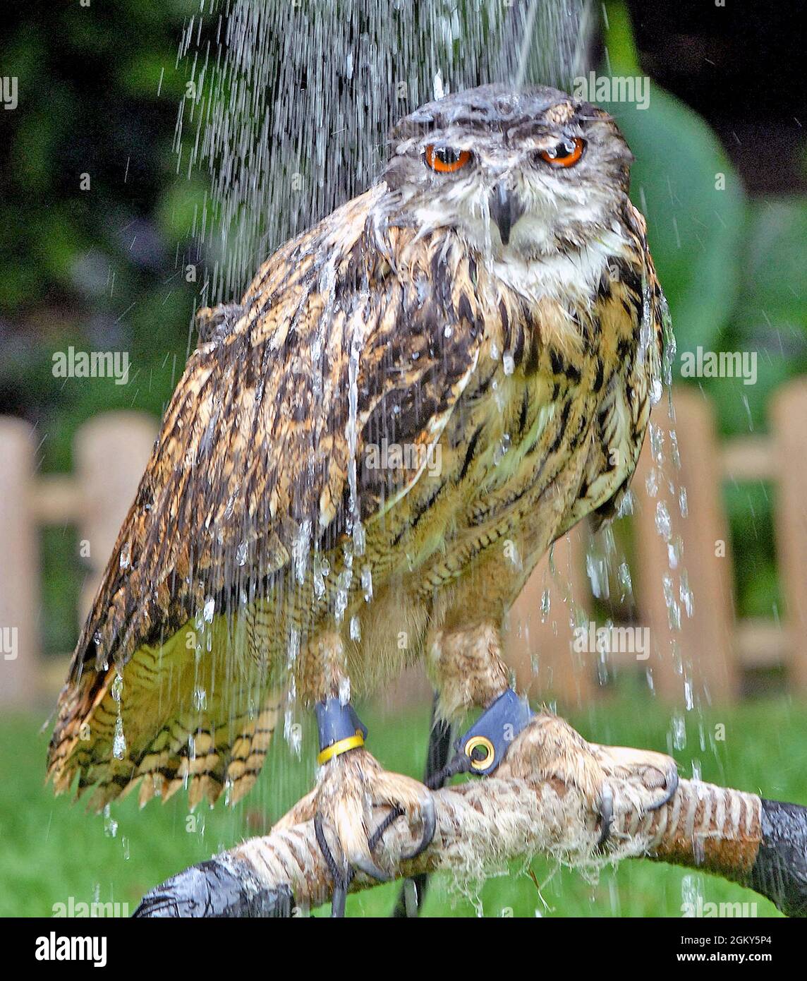 ANNE ASKEY HOSES DOWN BILLY THE EAGLE OWL TO KEEP HIM COOL IN THE HOT