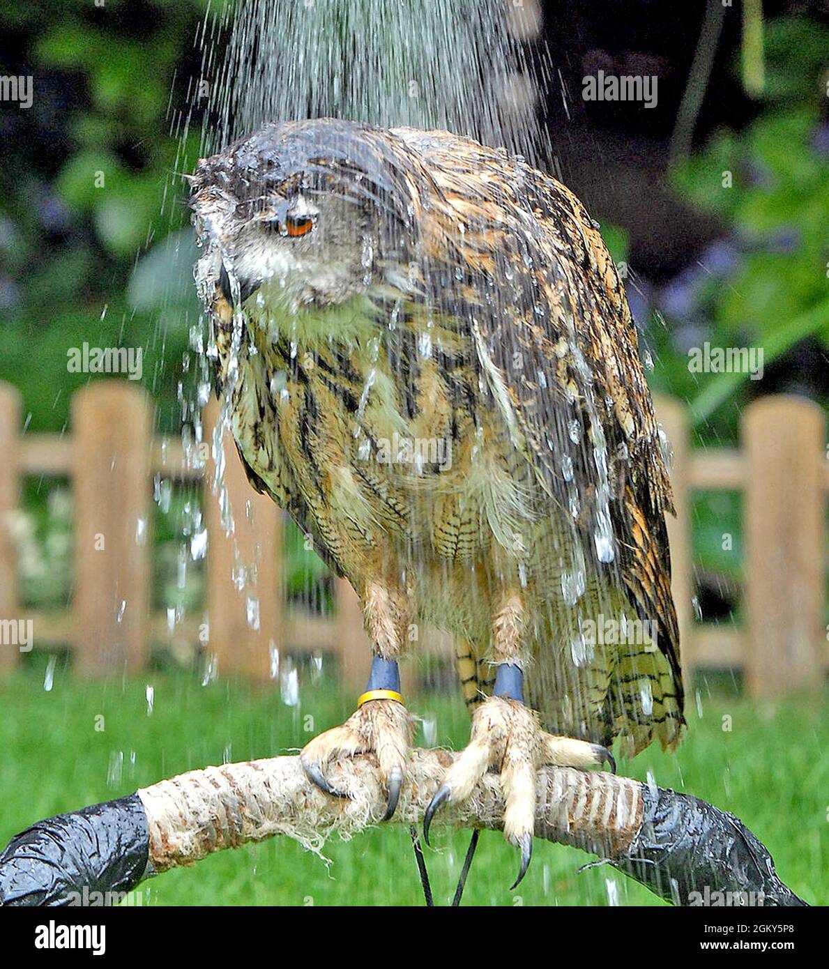 ANNE ASKEY HOSES DOWN BILLY THE EAGLE OWL TO KEEP HIM COOL IN THE HOT