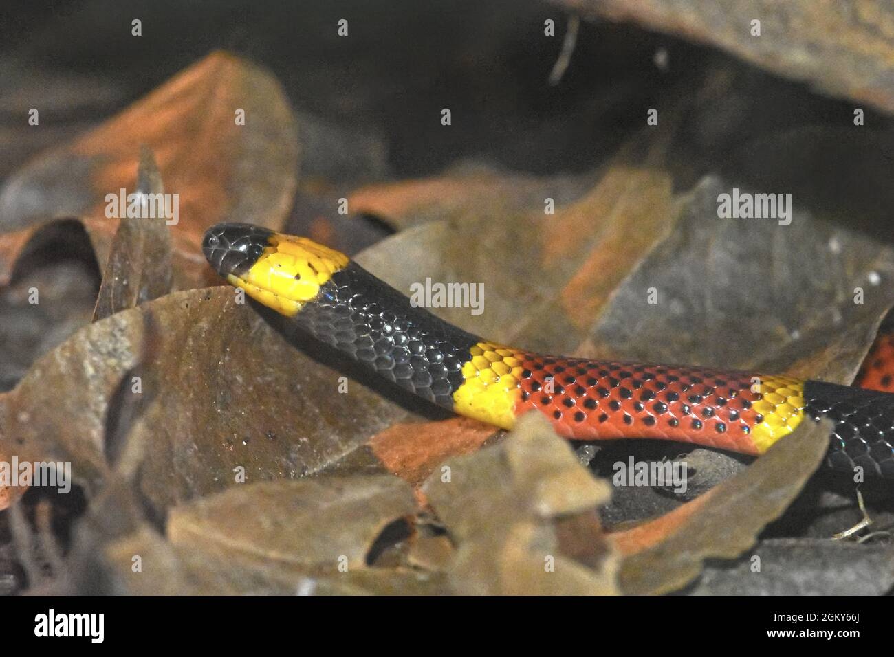 Costa Rican Coral Snake (Micrurus mosquitensis), Costa Rica Stock Photo