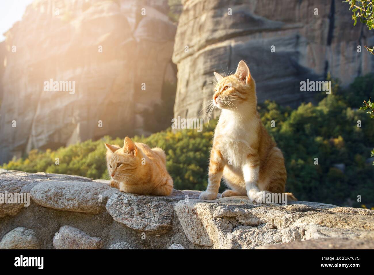 Two stray ginger cats seating next to each other in the famous Greek landsape in Meteora Stock Photo