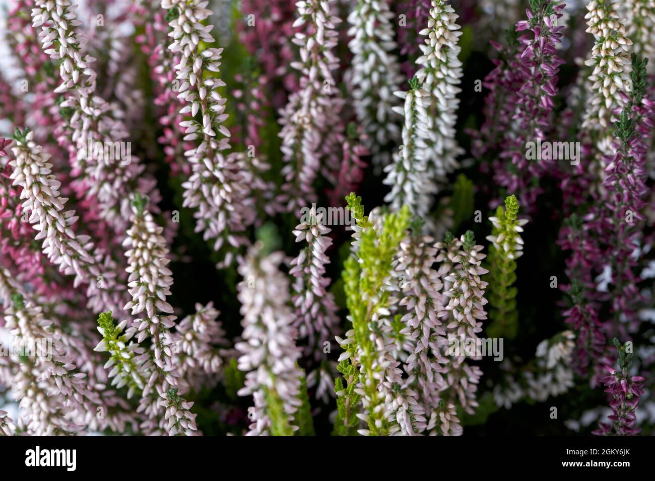 Heather Calluna vulgaris or Erica gracilis close up, multi colored seasonal autumn flowers, Stock Photo