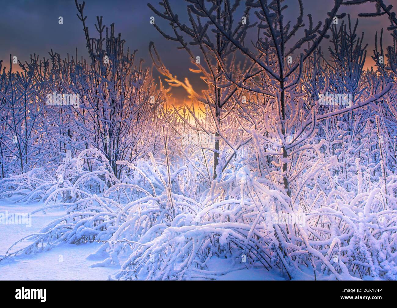 beautiful winter landscape winter fairy tale snow-covered trees in the snow glow in the setting sun Stock Photo