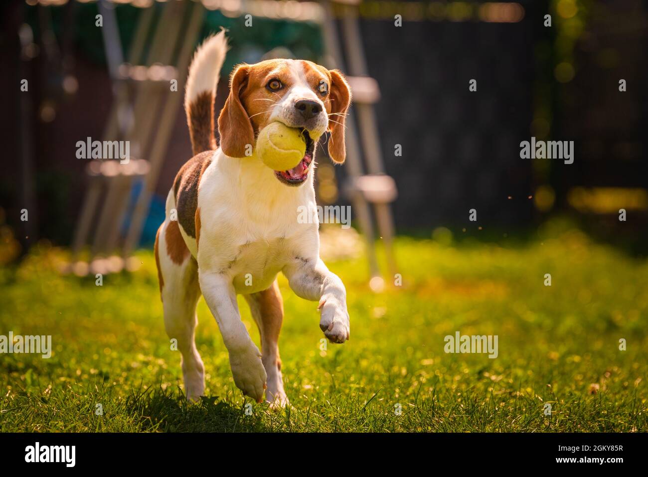 Beagle dog fun in backyard, outdoors run with ball Stock Photo - Alamy
