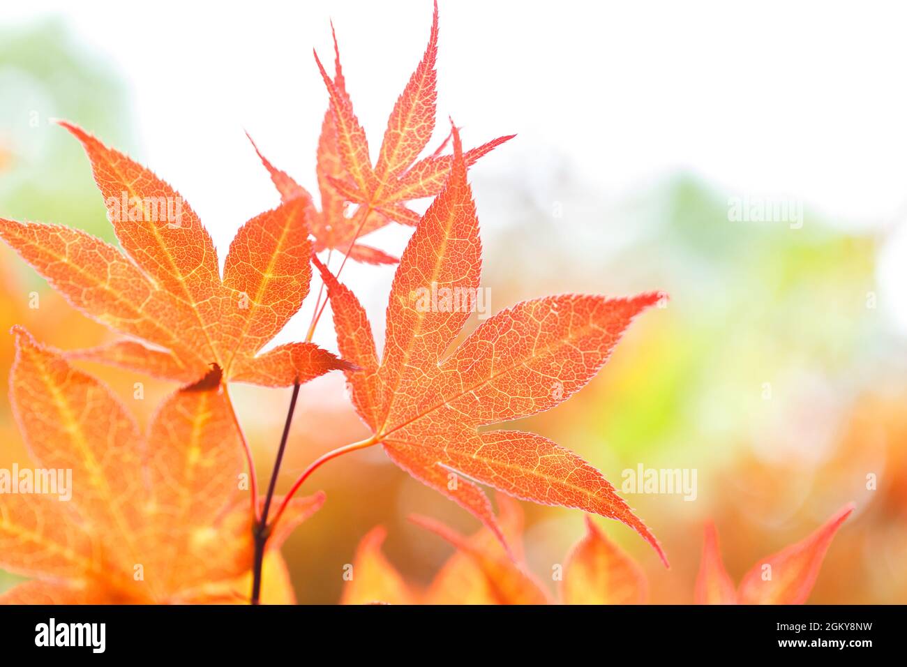 Orange and yellow leaves of a Japanese maple tree Stock Photo - Alamy