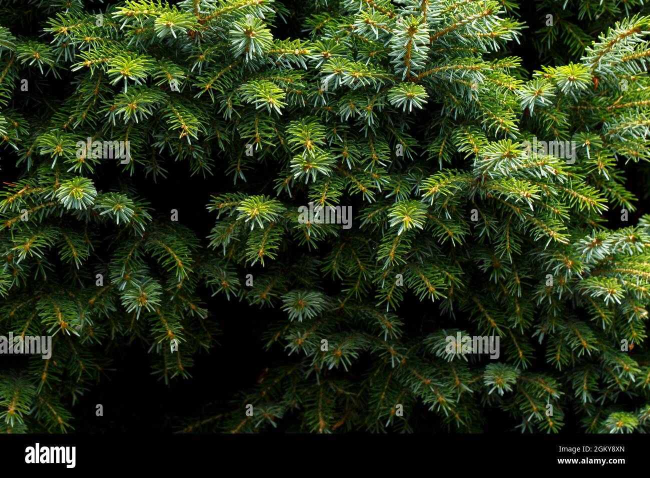 Fir tree branch close up, evergreen tree in the forest or park Stock ...