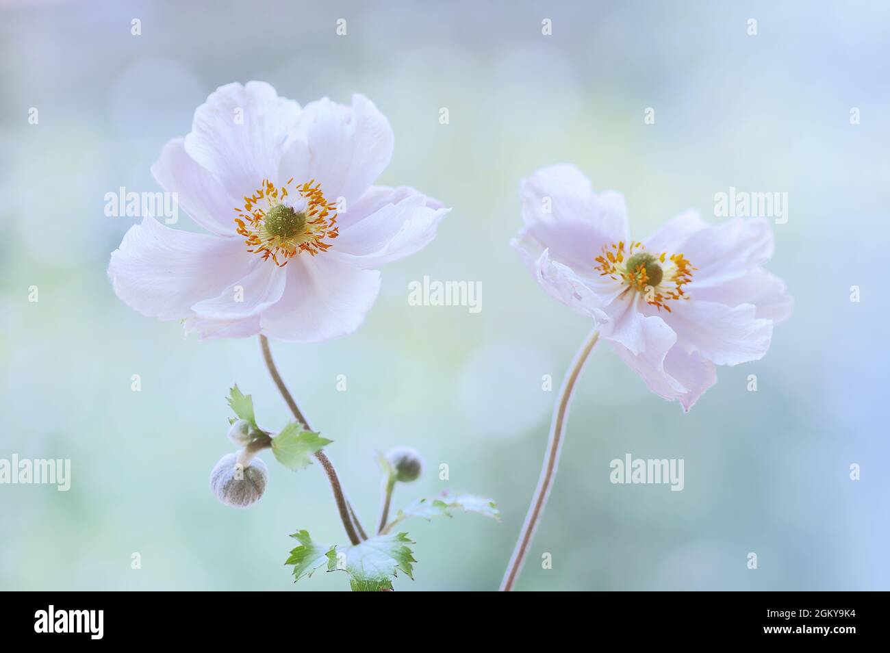 Pastel flowers hi-res stock photography and images - Alamy