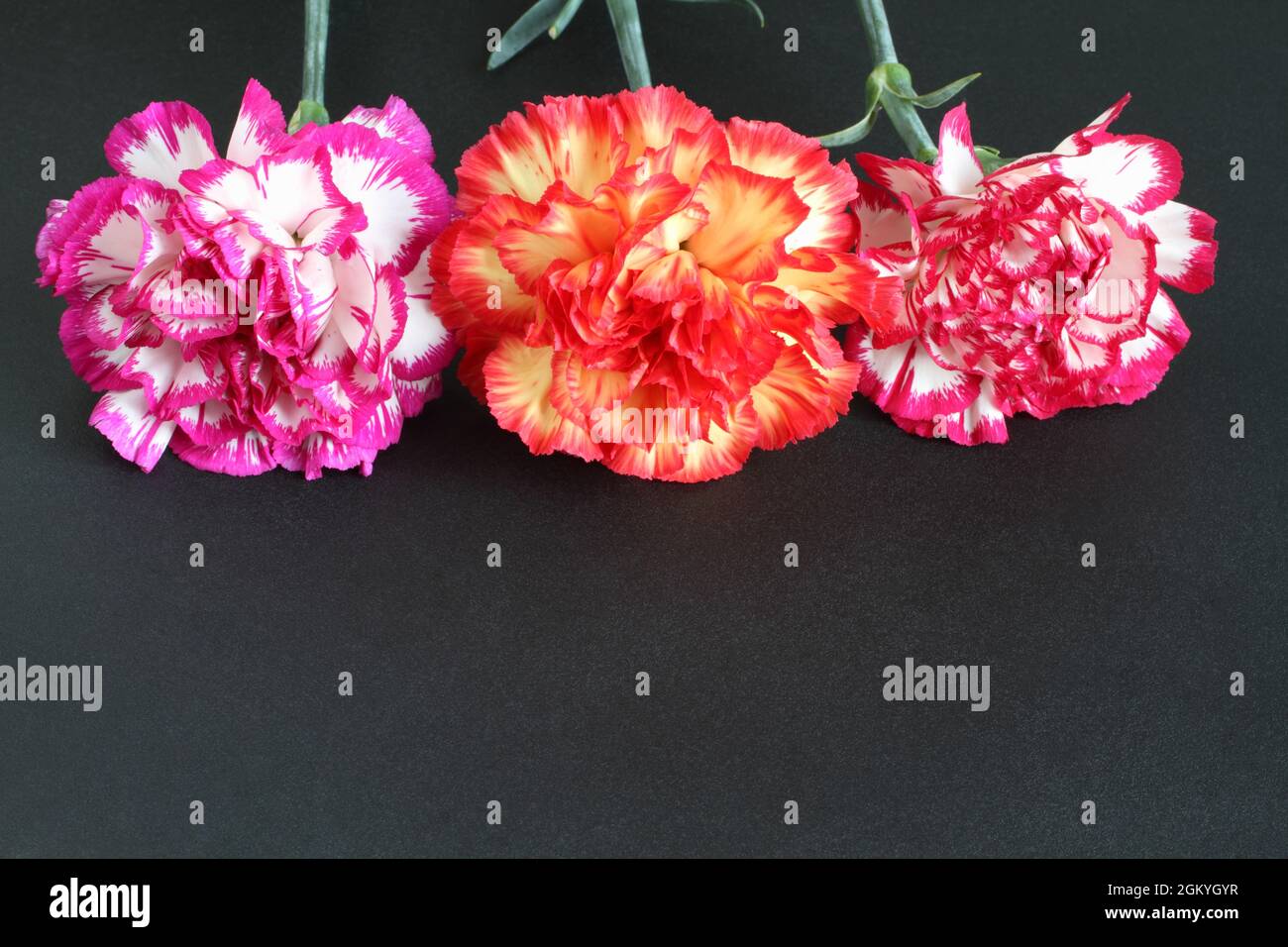 Three multi-colored carnations lying on a black stone slab. Closeup Stock Photo
