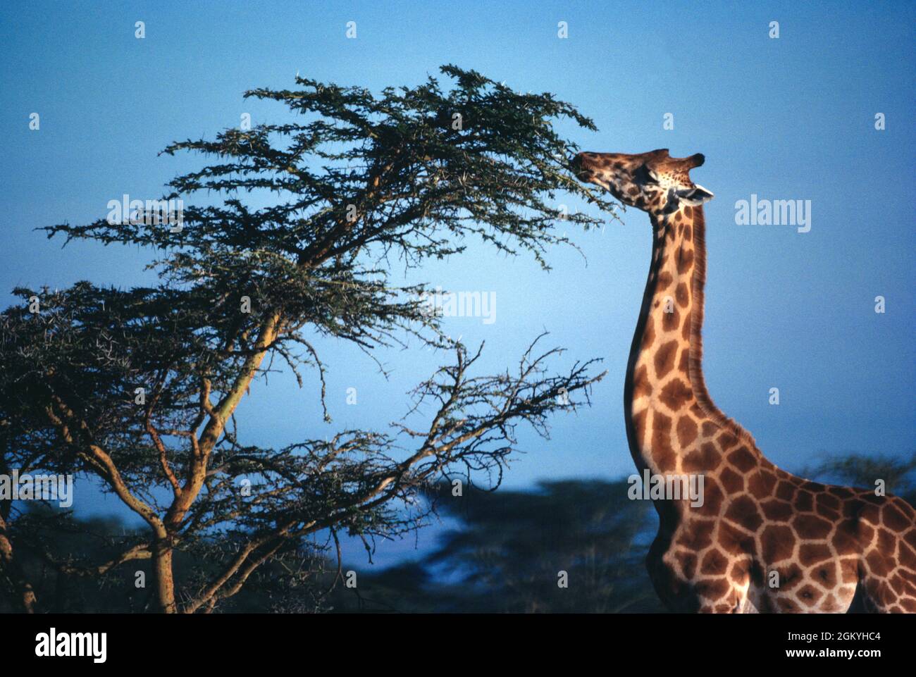 Africa. Kenya. Lake Nakuru National Park. Giraffe reaching the vegetation other animals cannot get to. Stock Photo