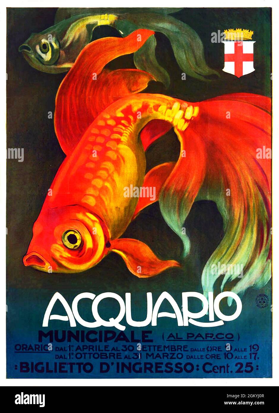 Click on -Vintage Italian acquarium poster -  Siamese fighting fish, 1930s Stock Photo