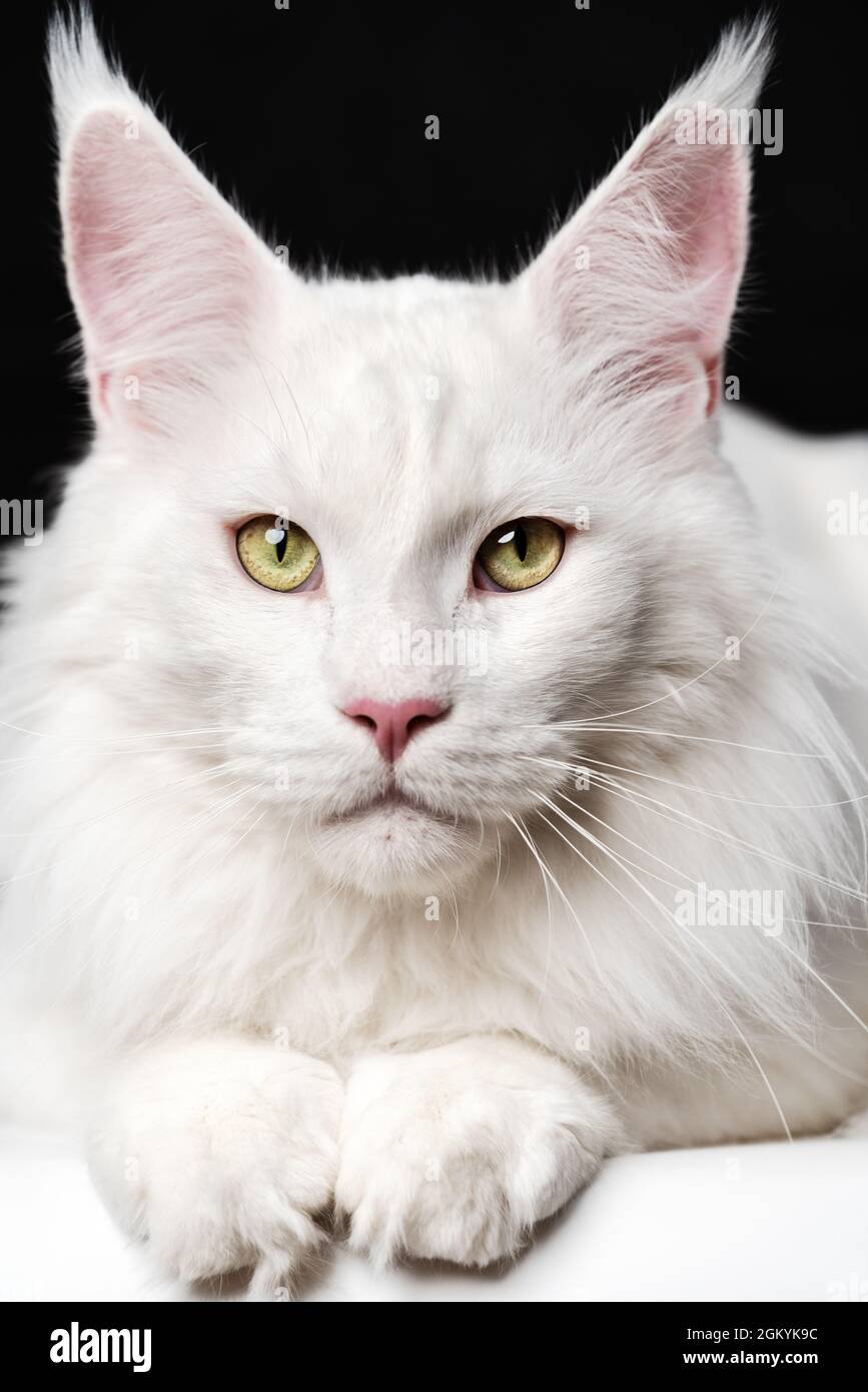 Long haired white cat breeds sales